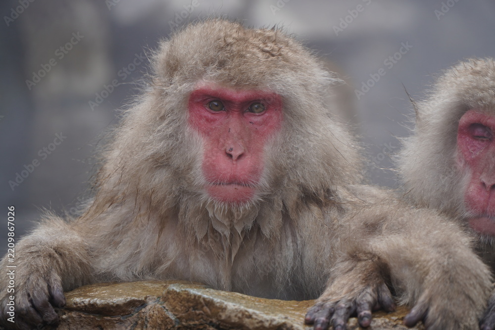 Obraz premium Japanese macaques relaxing in a steaming hot spring at Jigokudani Monkey Park in Nagano, Japan