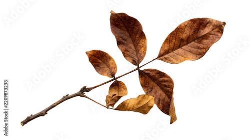 Autumn walnut branch with dry brown leaves isolated on transparent