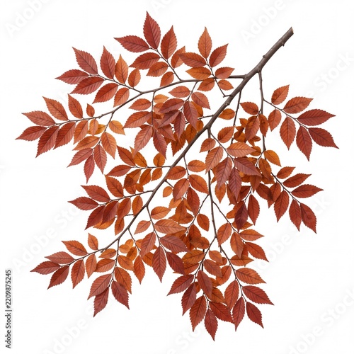 Autumn branch with vibrant red and orange leaves isolated on white background, fall seasonal foliage for decorative nature design, close up of botanical element in autumn colors.