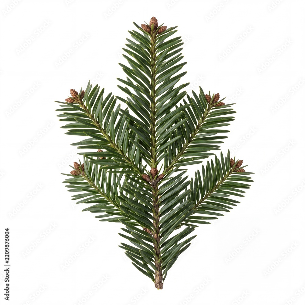 Obraz premium Fresh Green Fir Branch with Small Young Brown Cones Isolated on Pure White Background, Coniferous Tree Twig for Christmas Holiday, Winter Season, and Nature Decoration Projects