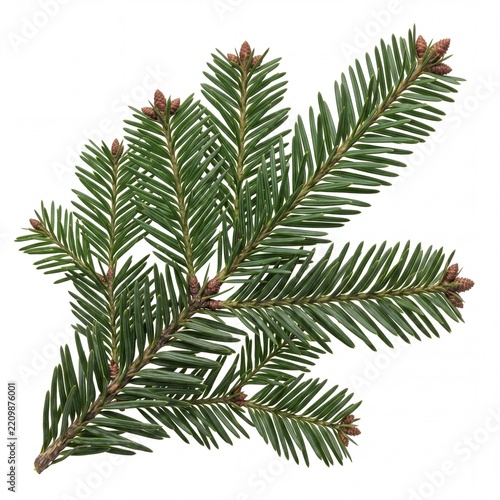 Detailed close-up of a vibrant green fir tree branch with small brown buds isolated on a white background, perfect for Christmas holiday decorations, winter nature designs, and botanical elements.