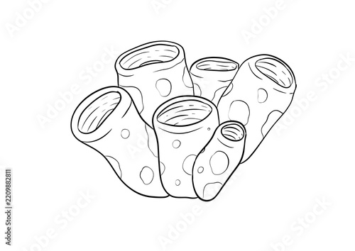 coral digital drawing illustration isolated