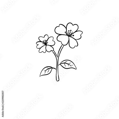 jasmine digital drawing illustration isolated