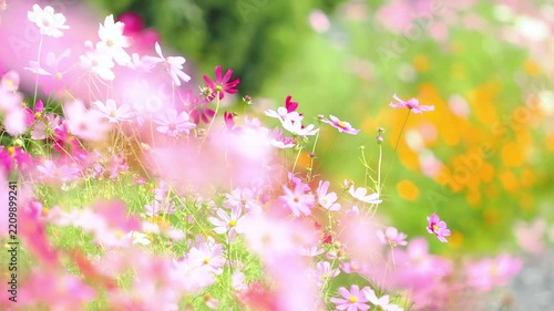 そよ風に揺れる花。カラフルで華やかな花畑。可愛いキバナコスモスの背景。秋の公園や花壇を彩るコスモスのある風景。自然風景素材。
