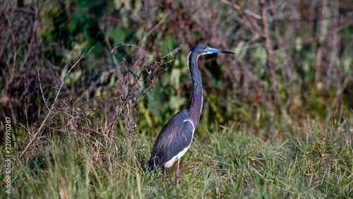 Tricolored heron in marsh
