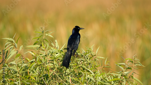 adult male black Boat tailed grackle bird on the grass