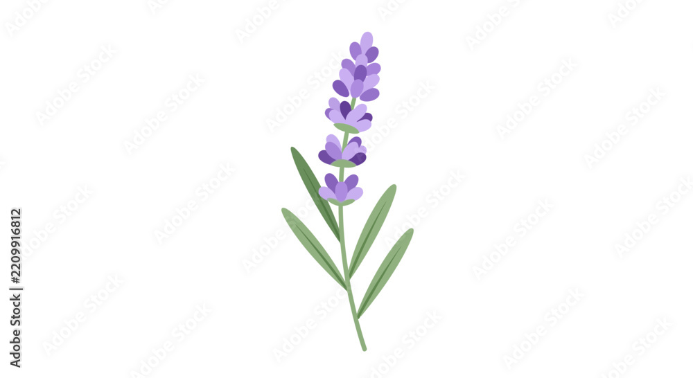 Obraz premium A beautiful illustration of a single sprig of lavender, its purple florets and green leaves detailed against a white background, perfect for wellness and botanical themes