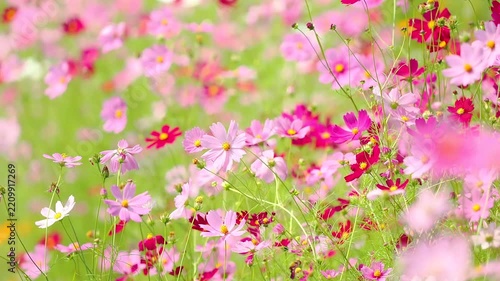 風に大きく揺れる花。カラフルで華やかなピンク色の花畑。爽やかな緑。秋の公園や花壇を彩るコスモスのある風景。自然風景素材。