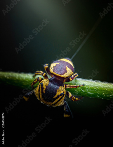 Jumping spider mimicking a bee on green stem