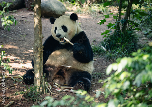 Giant panda in the zoo,China