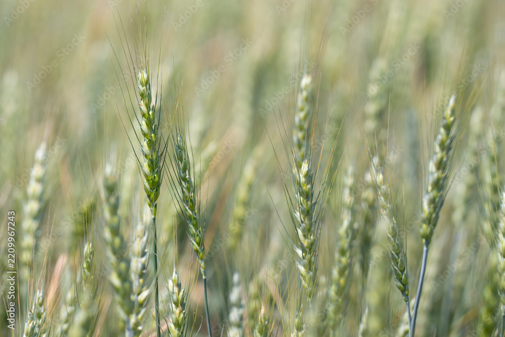 Obraz premium Wheat crop creates natural cereal texture. Young wheat crop supports sustainable agriculture. Organic wheat crop fits rural farming. Fresh wheat crop grows in field.