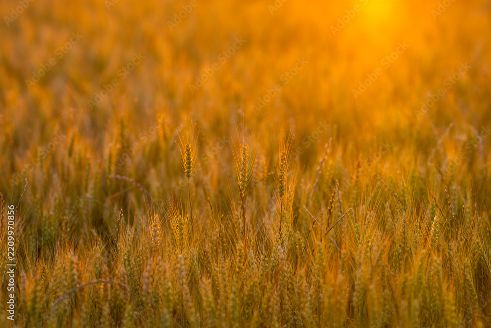 Obraz premium Wheat grows under sunlight. Wheat spike meets sunset. Golden wheat shapes landscape. Backlit wheat forms silhouette.