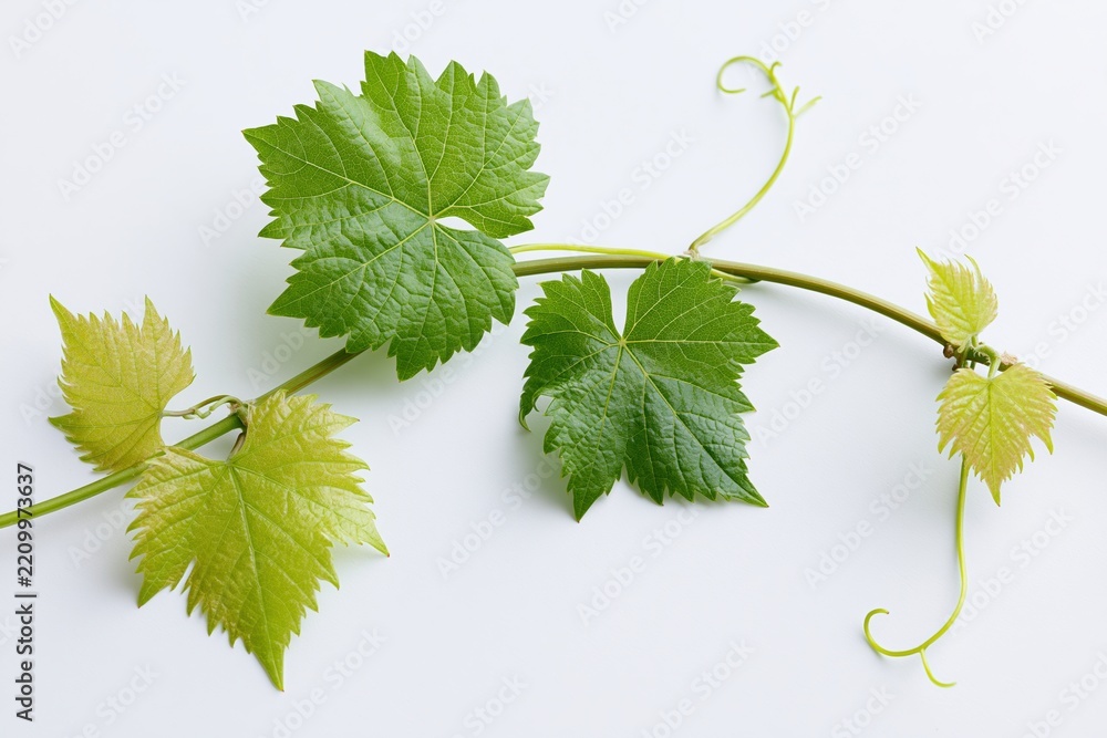 Obraz premium The Grapevine Leaf on a Curving Stem Over a Clean White Background