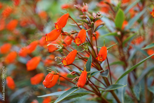 Bolivian Sunset (bell shaped) flower