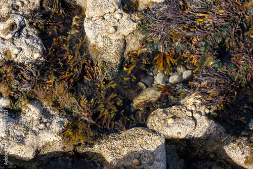 Obraz na plátně Seaweed growing in a rocky tide pool along a coastal shore