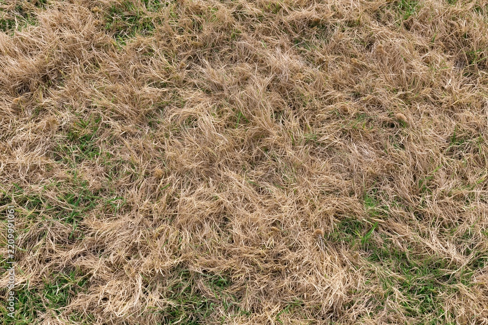 Obraz premium The Dry Grass Field With Parched Yellow Blades and Sparse Green Patches