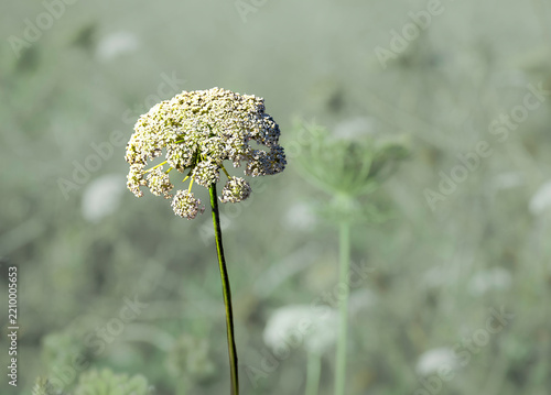 Queen Anne's lace flower, Daucus carota, a wild, flowering biennial plant in a field. Blurred background.