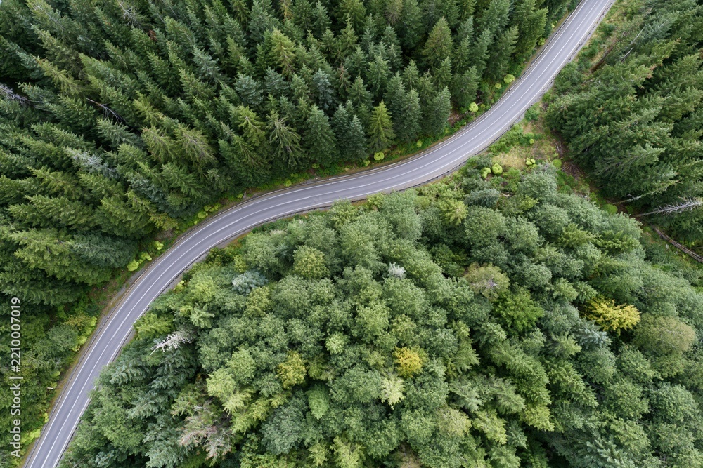 Obraz premium The Winding Forest Road Through Lush Evergreen Wilderness Capturing Serene Curves