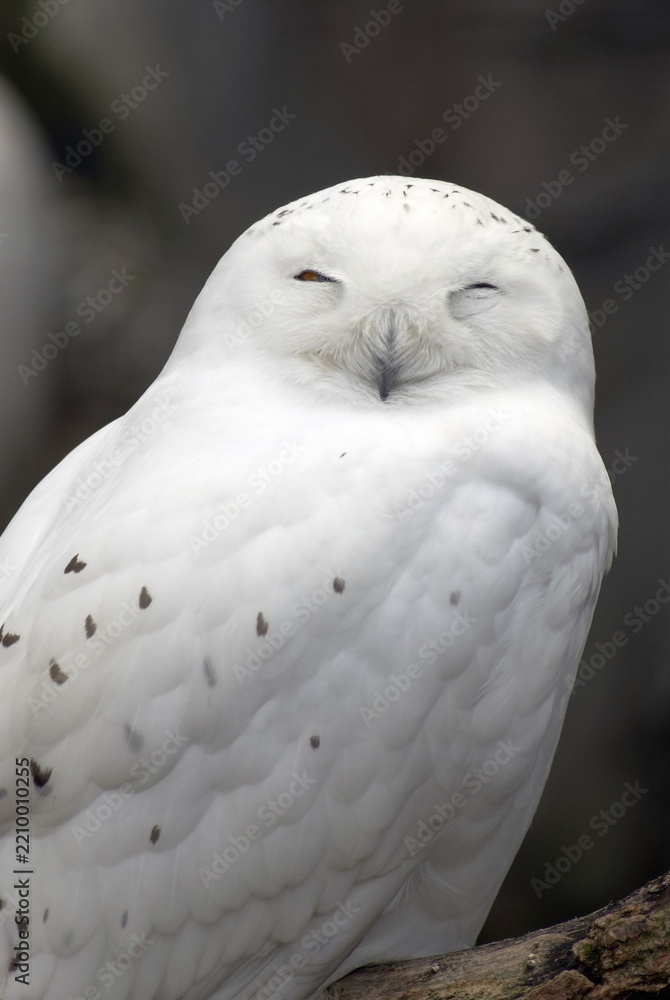 Fototapeta premium Close up portrait of a majestic snowy owl with eyes closed wildlife predator portrait peaceful majestic close-up nocturnal beautiful watching creature