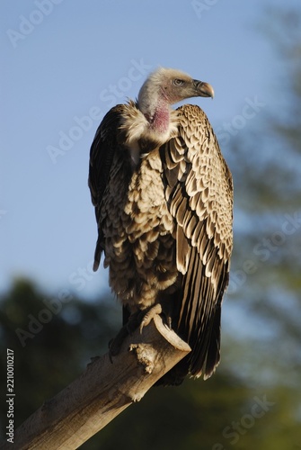 Fotografie White-backed vulture perching on a wooden branch with wildlife predator scavenge