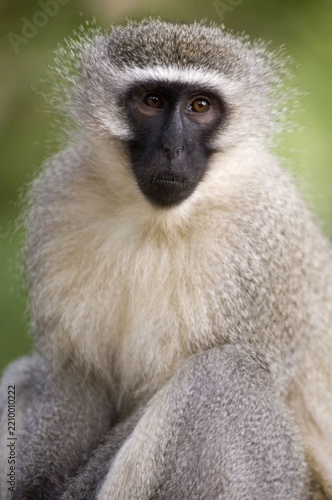 Close-up portrait of a vervet monkey looking directly at the camera with wildlife wilderness portrait close-up detailed outdoors creature watching observing expression