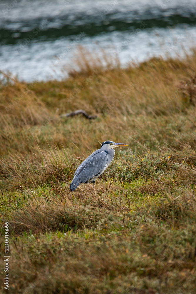 Obraz premium Grey heron in Seaton Wetlands