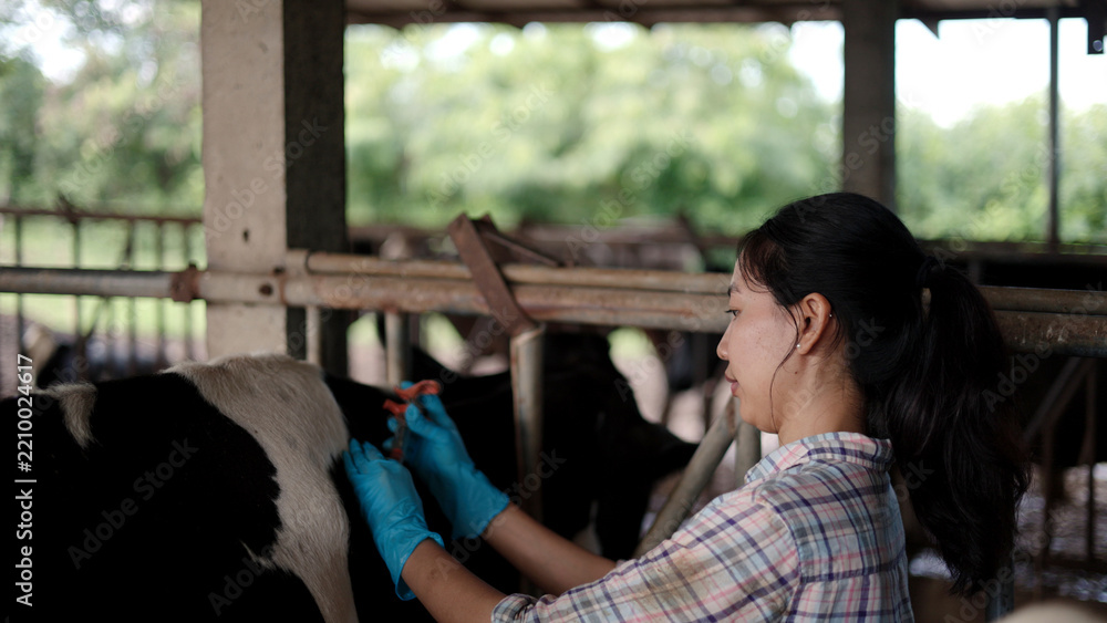Fototapeta premium Asian female veterinarian in gloves giving injection vaccine to dairy cow inside barn for animal health care, livestock disease prevention and agribusiness.