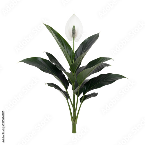 Side Profile View of Fresh Peace Lily