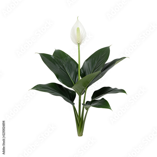 Young Peace Lily New Growth Botanical