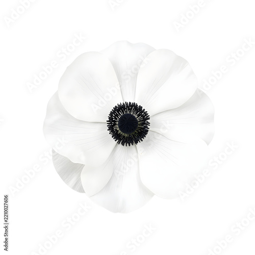 Single White Anemone Top Down View