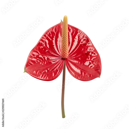 Blooming Red Anthurium Side Profile View