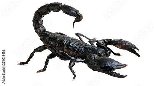 Glossy black emperor scorpion with curved stinger and large pincers