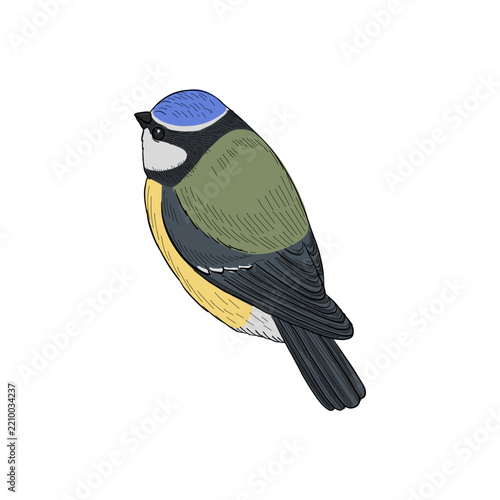vector vintage style drawing sitting bird , blue tit, hand drawn illustration, isolated nature design element