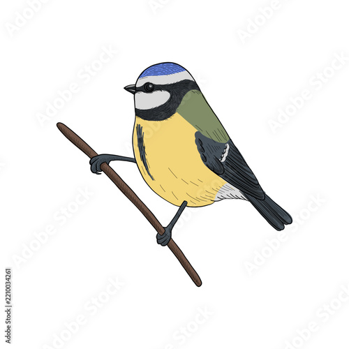 vector vintage style drawing sitting bird , blue tit, hand drawn illustration, isolated nature design element