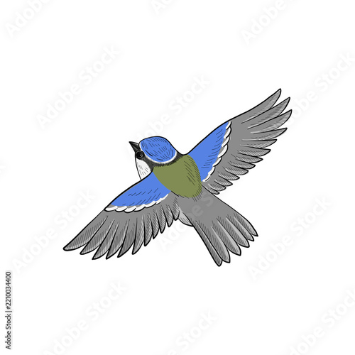 vector vintage style drawing flyng bird , blue tit, hand drawn illustration, isolated nature design element