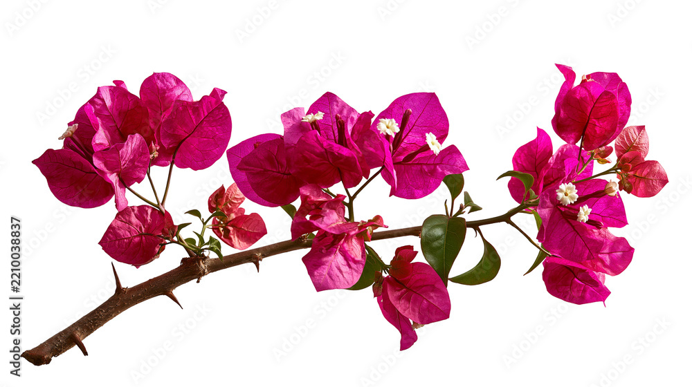 Fototapeta premium Vibrant magenta bougainvillea flower branch with green leaves and sharp thorns