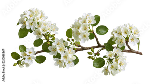 Blooming pear tree branch with white flowers and green leaves