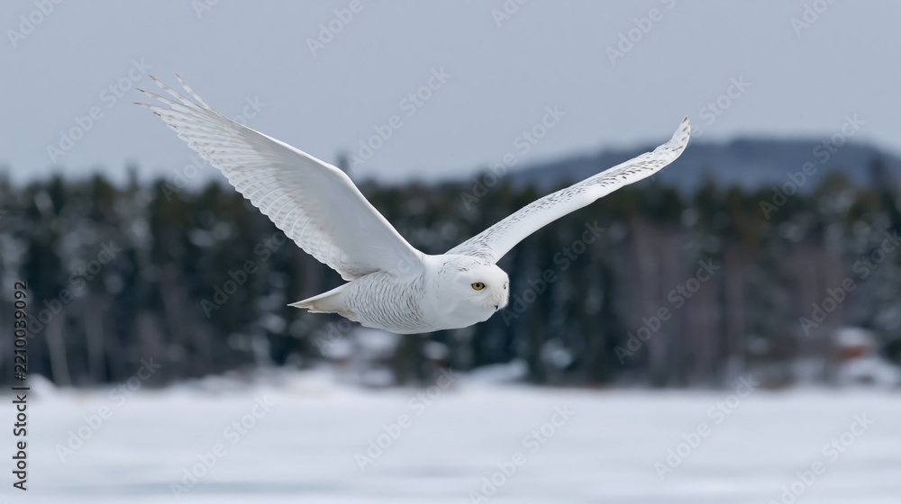 Obraz premium The Snowy Owl In Flight Over Snowy Winter Landscape With Forest Backdrop