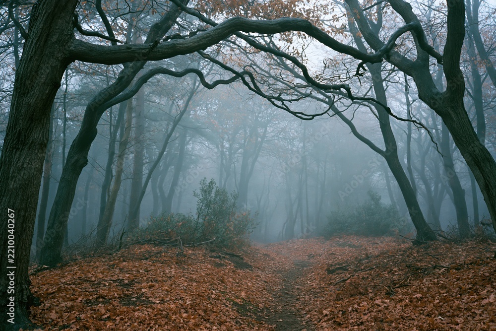 Obraz premium The Forest Path in Mist Through Enchanted Autumnal Trees Creating Quiet Serenity