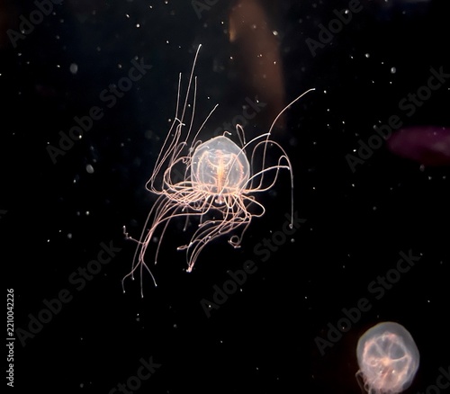 Delicate Bioluminescent Jellyfish Floating Underwater in Dark Ocean With Long Flowing Tentacles