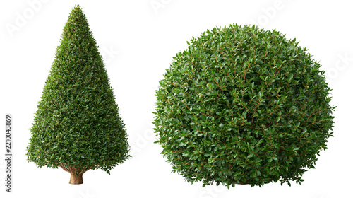 Conical and spherical topiary boxwood shrubs with dense green foliage