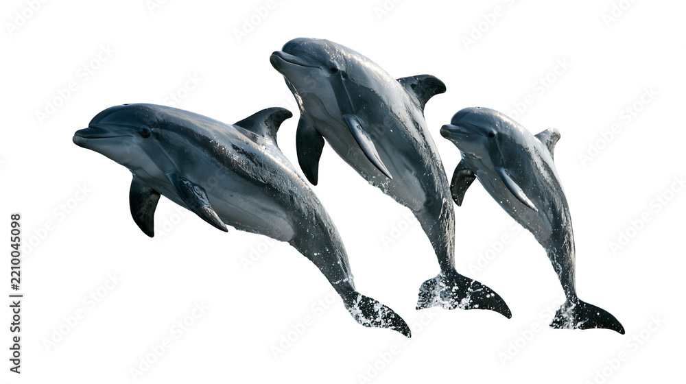 Obraz premium Three playful bottlenose dolphins leaping and swimming together in the water