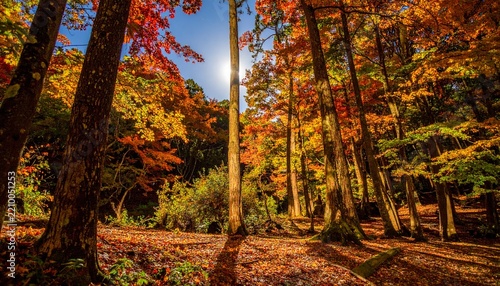 Autumn Forest Landscape Under the Moonlight with Mysterious Woodland Atmosphere