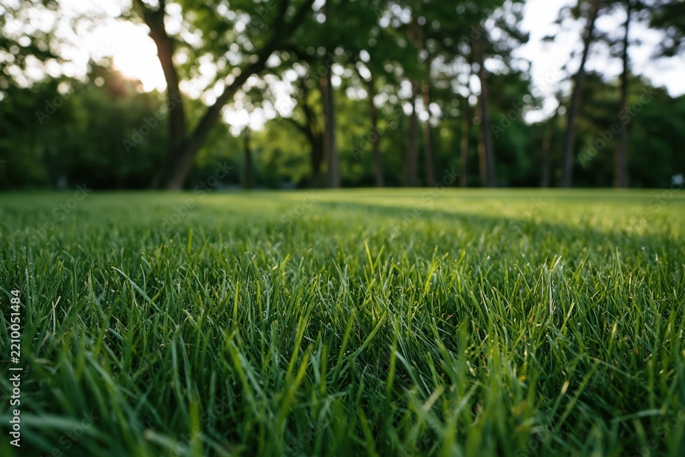 Obraz premium The Grass Field in a Tranquil Park At Sunset Bathed in Light