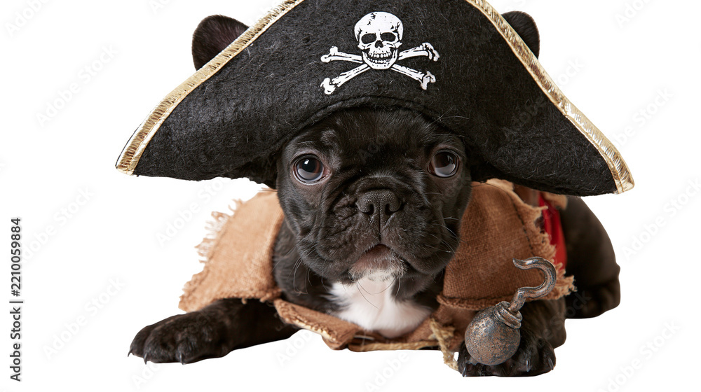 Naklejka premium Black French Bulldog puppy wearing a pirate hat with skull and crossbones