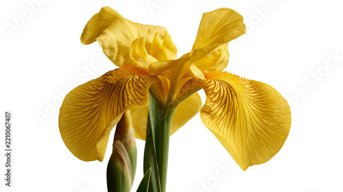 Fotografie Vibrant yellow iris flower with delicate veined petals and green stem