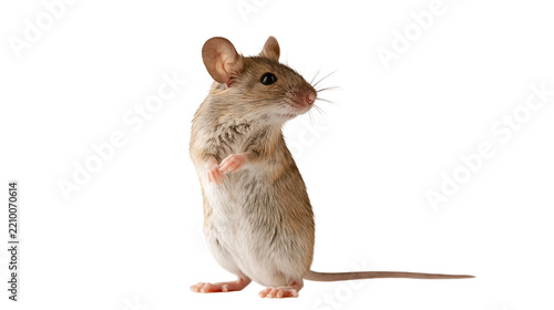 Small brown house mouse standing on hind legs looking to the side