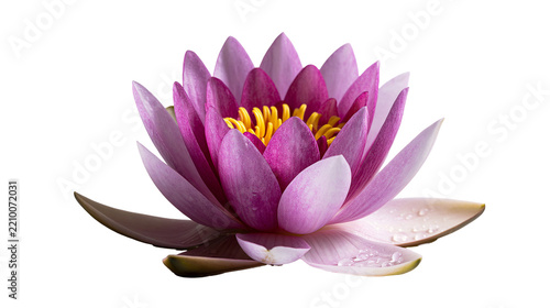 Obraz na plátně Vibrant purple lotus flower with yellow stamen and water droplets on petals