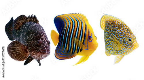 Fotografie Three distinct tropical marine fish including a dark mottled grouper and angelfi