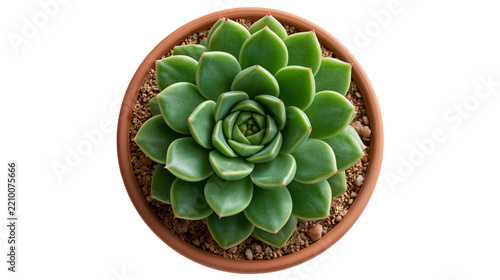 Fotografie Green rosette succulent plant in a round terracotta clay pot with soil